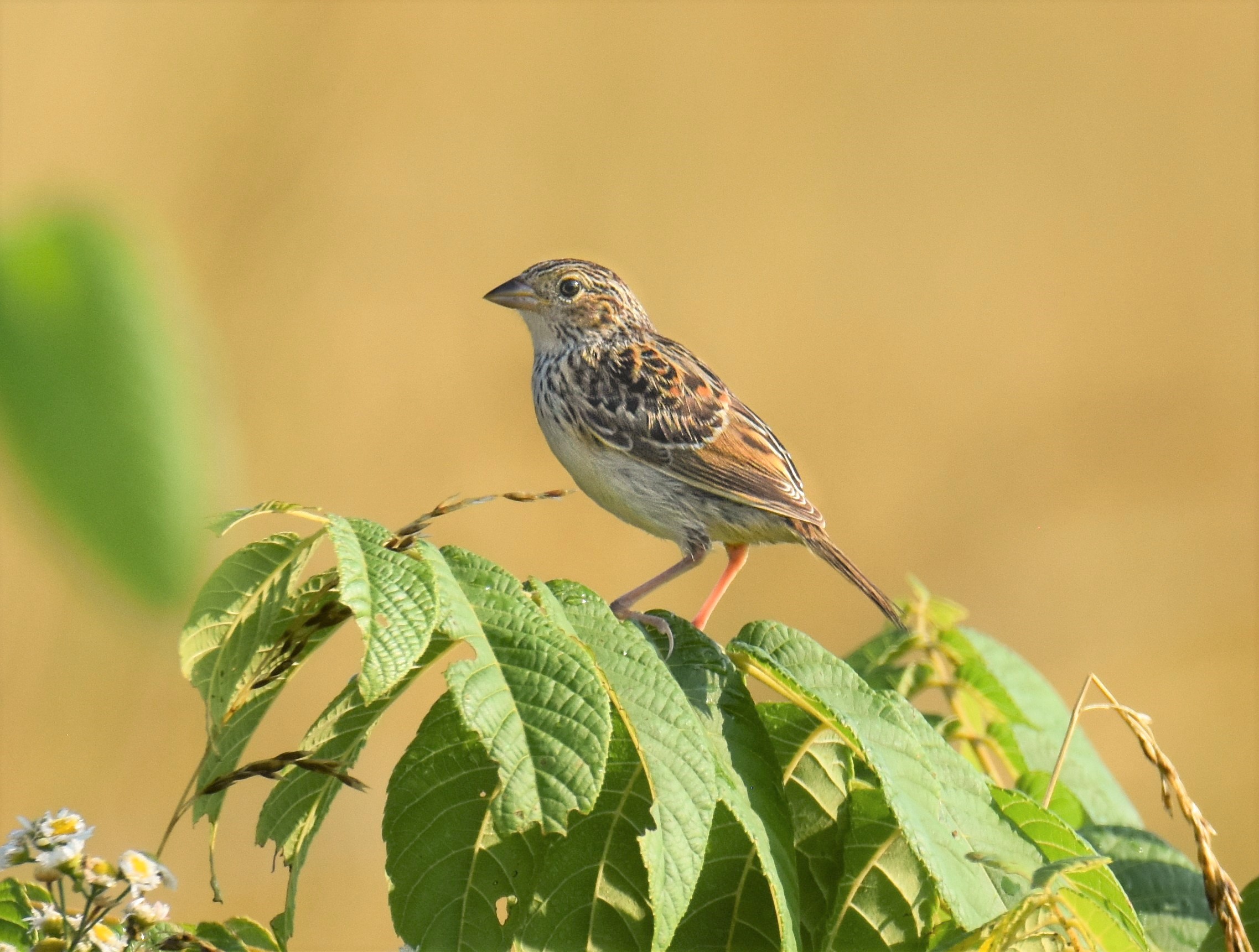 a small brown bird perches on a green leafy tree branch