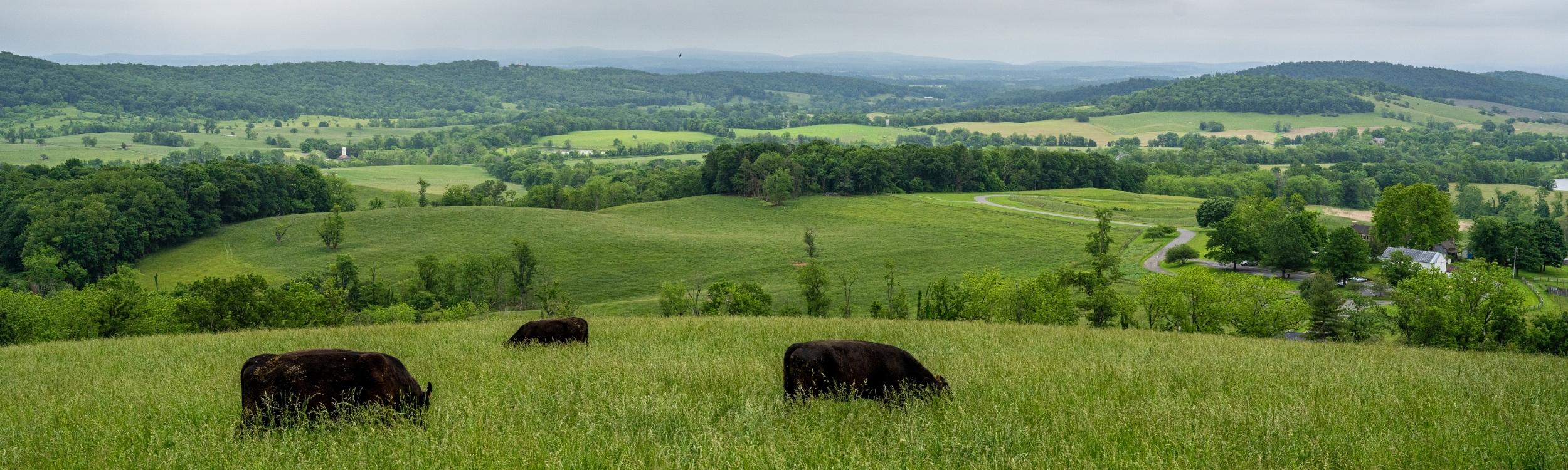 black cows on a green hillside