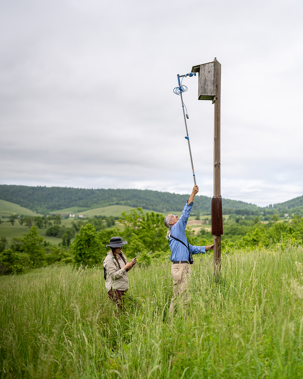 Kestrel monitoring