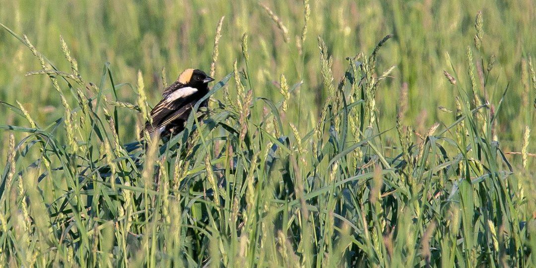 a black bird with a yellow head sits in a green field
