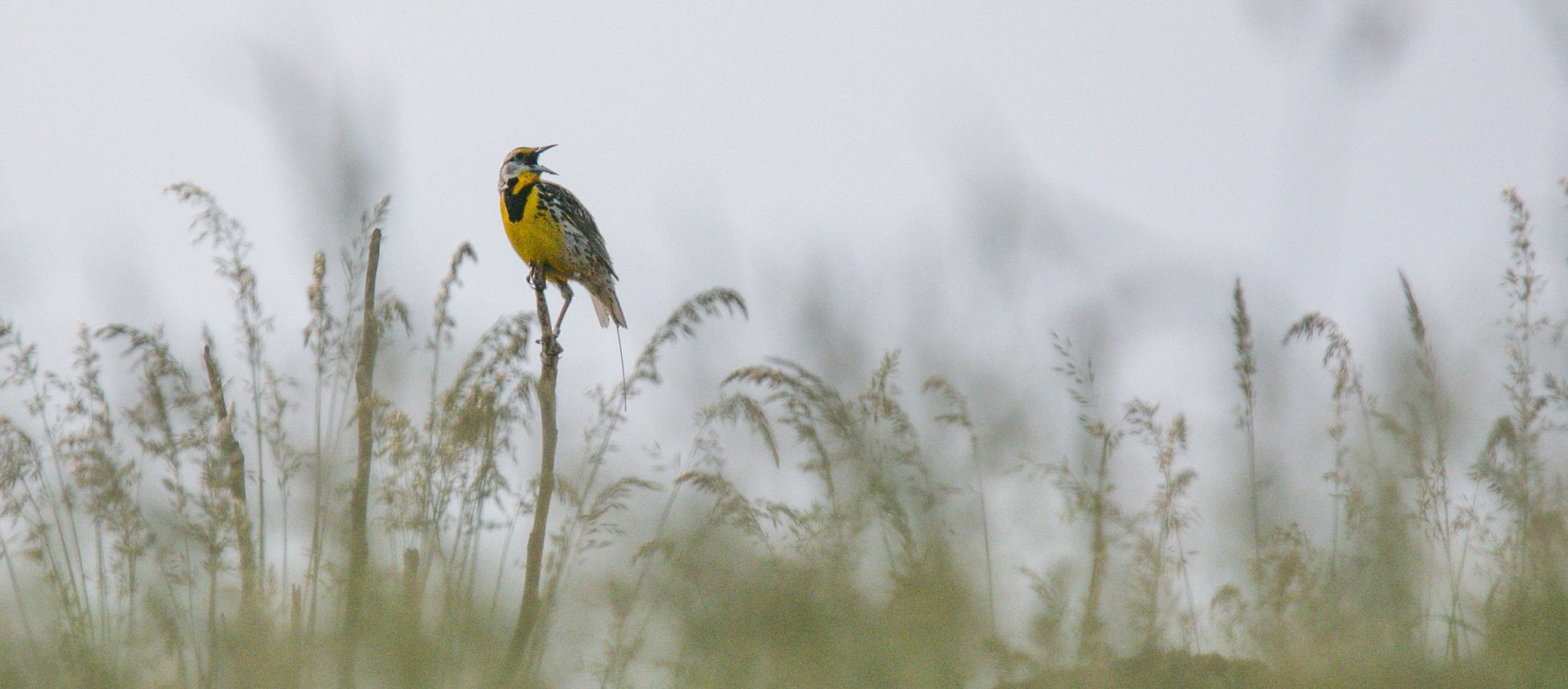 a yellow and black bird perched in a meadow