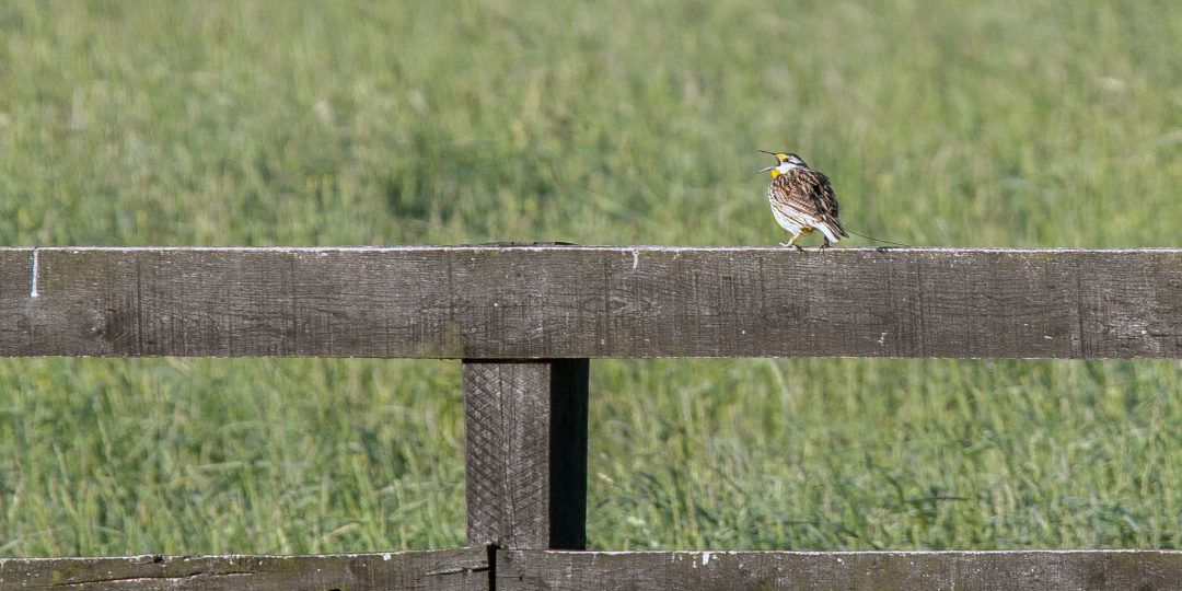 a small bird sits on a wooden fence in a field