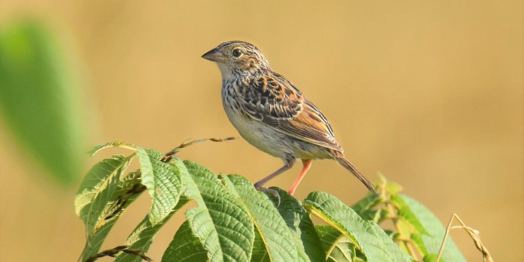 a small brown bird perches on a green leafy tree branch