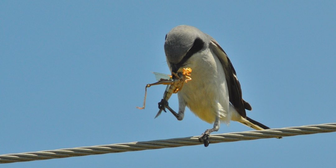 a white, gray and black bird eats a large bug from its talons
