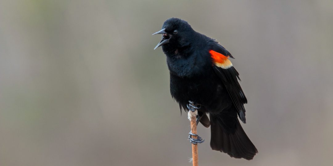 a black bird with red wings perches on a stalk