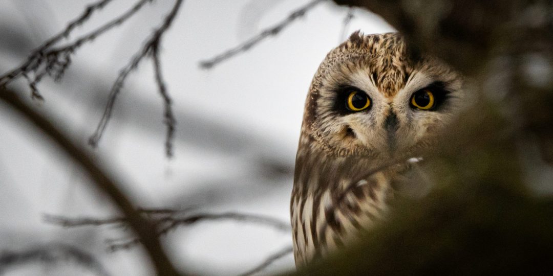 close up of a brown owl with yellow eyes surrounded by tree trunk and branches