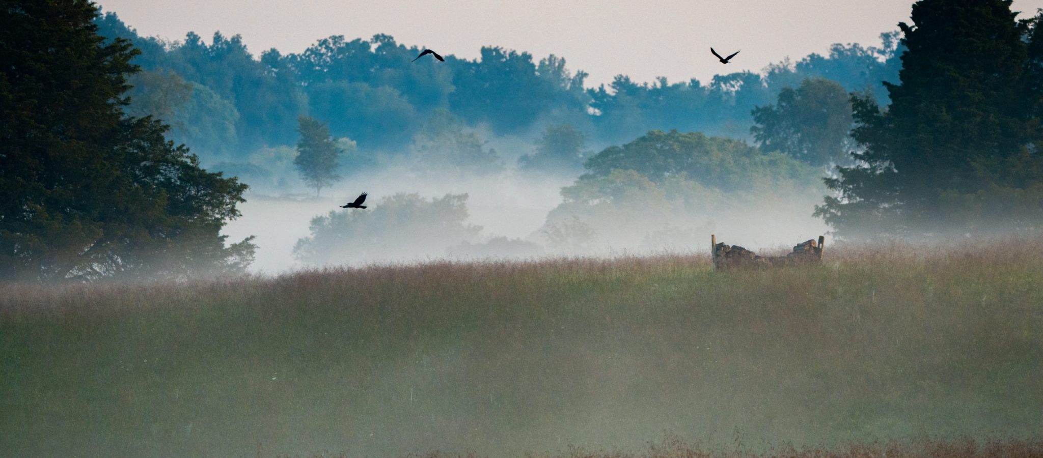 a fog rises over a farm field in the early morning