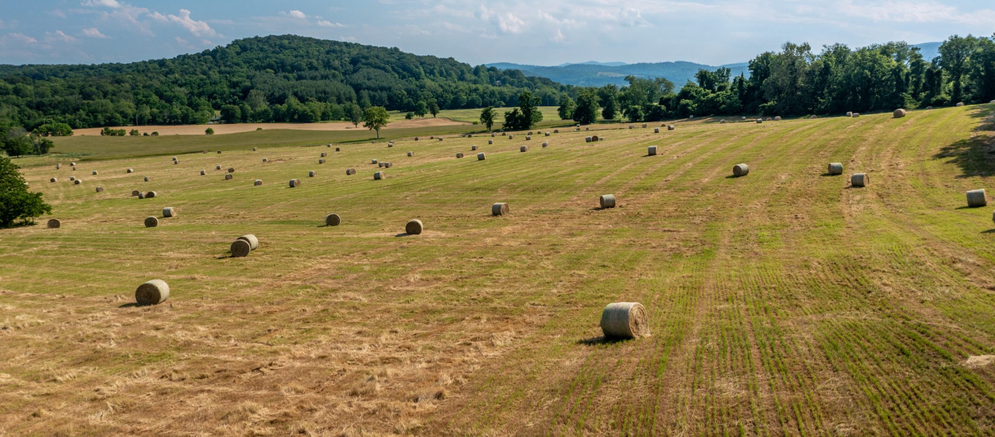 a hay field during the summer